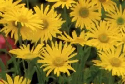 6 x Doronicum o. 'Magnificum' - Doronicum - Topf 9 x 9 cm