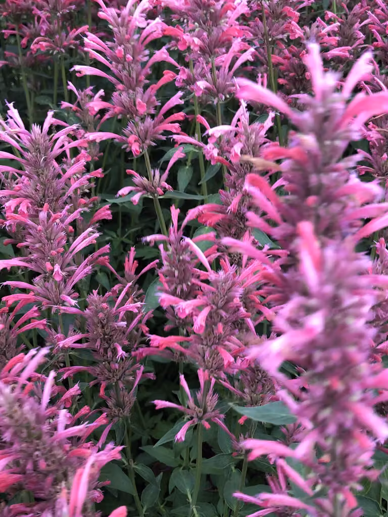 6 x Agastache mexicana 'Red Fortune' - pianta di liquirizia in vaso 9x9 cm