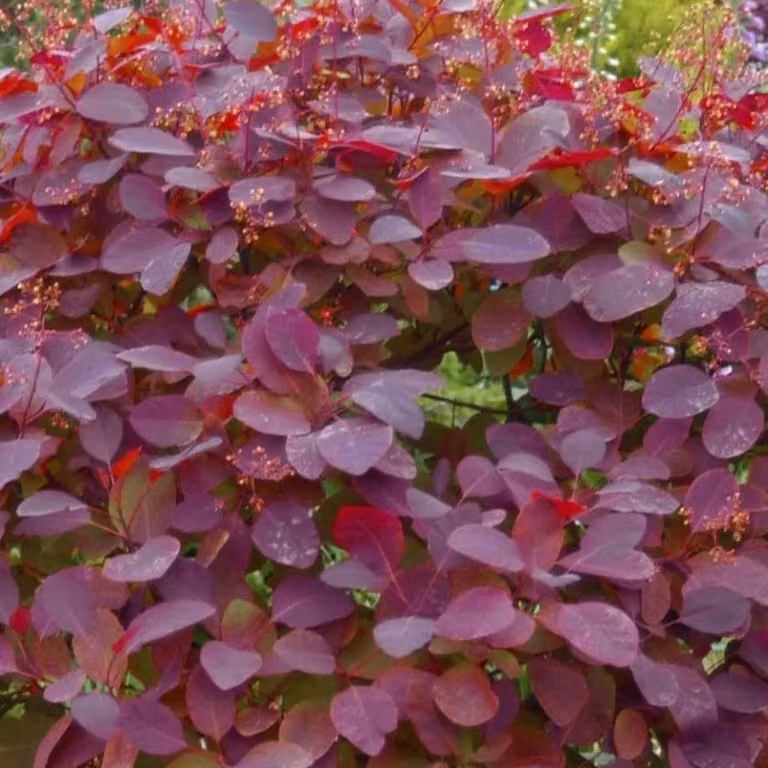 2 x Arbusto ornamentale "Perückenstrauch" - Cotinus dummeri 'Grace' | 40-60 cm, in vaso
