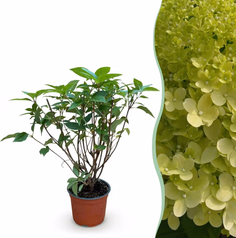 Hydrangea panniculata Limelight - Ortensia prugna - rustica - verde lime - 20-30cm - Ø12cm - Pianta da giardino