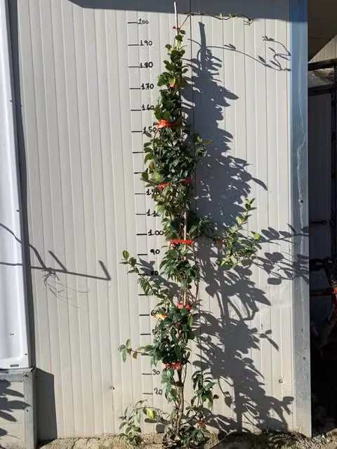10 piante di Rincosperma (Falso Gelsomino) H150 cm foto reali