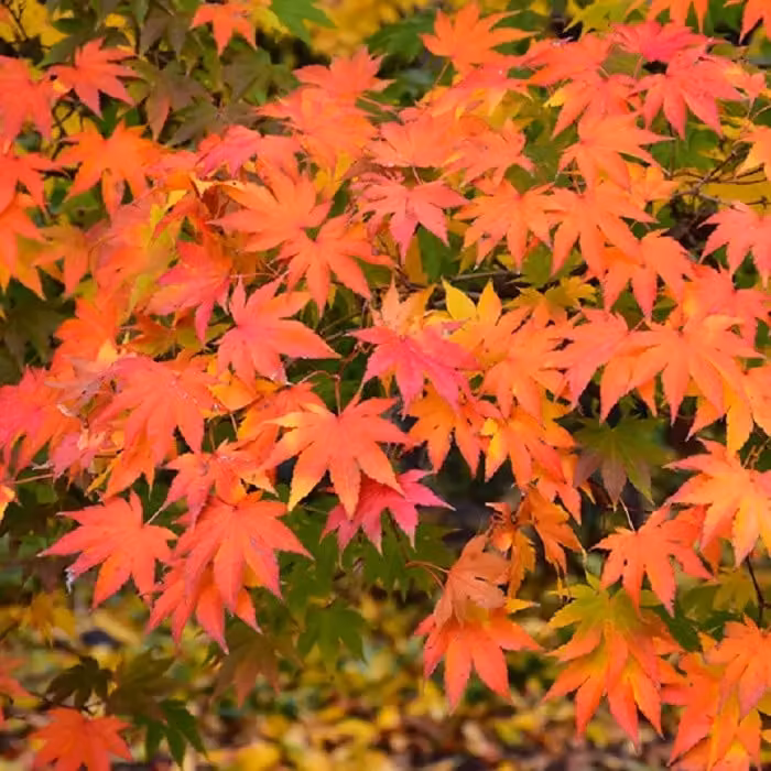 Acero giapponese (Acer palmatum) | 50-60 cm in vaso