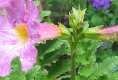 6 x Incarvillea delavayi - gloxinia - vaso 9 x 9 cm