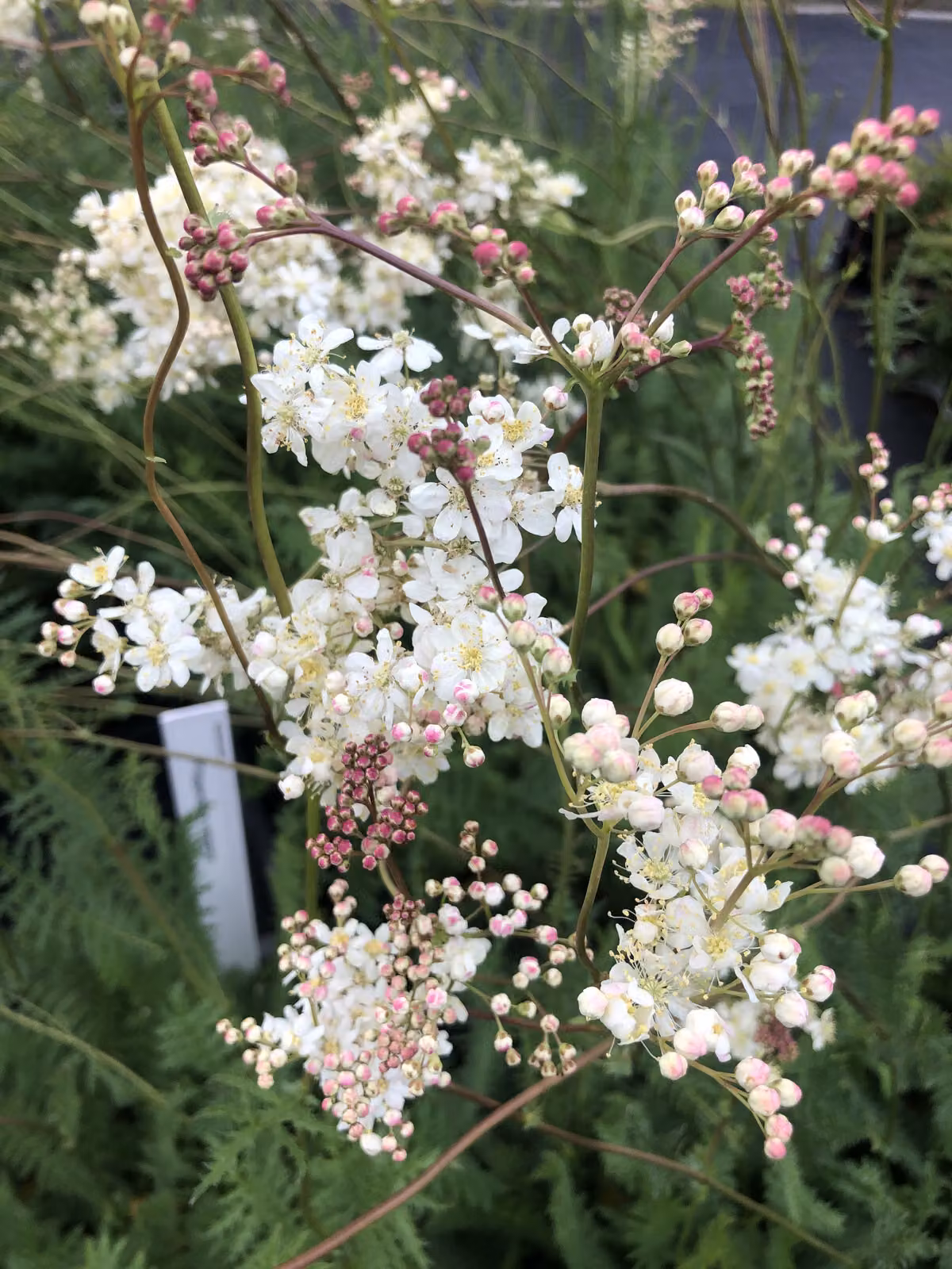 6 x Filipendula vulgaris - Olmaria minore - vaso 9x9 cm