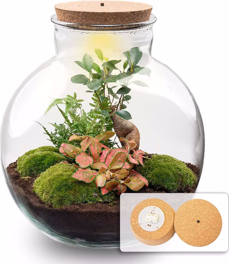Terrario da giardino in bottiglia Bolder Bob Bonsai - Kit fai da te + LED