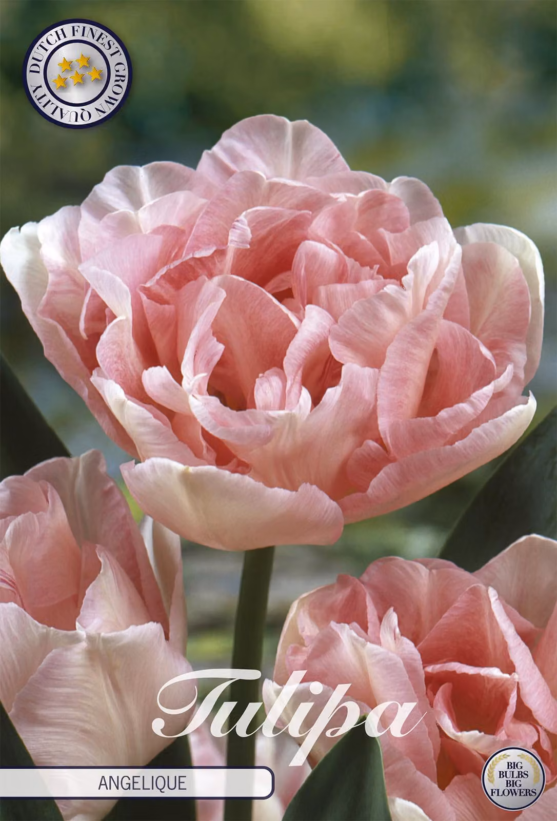 Tulipano Angelique (7 pezzi) | Bulbi di tulipano di Sam van Schooten