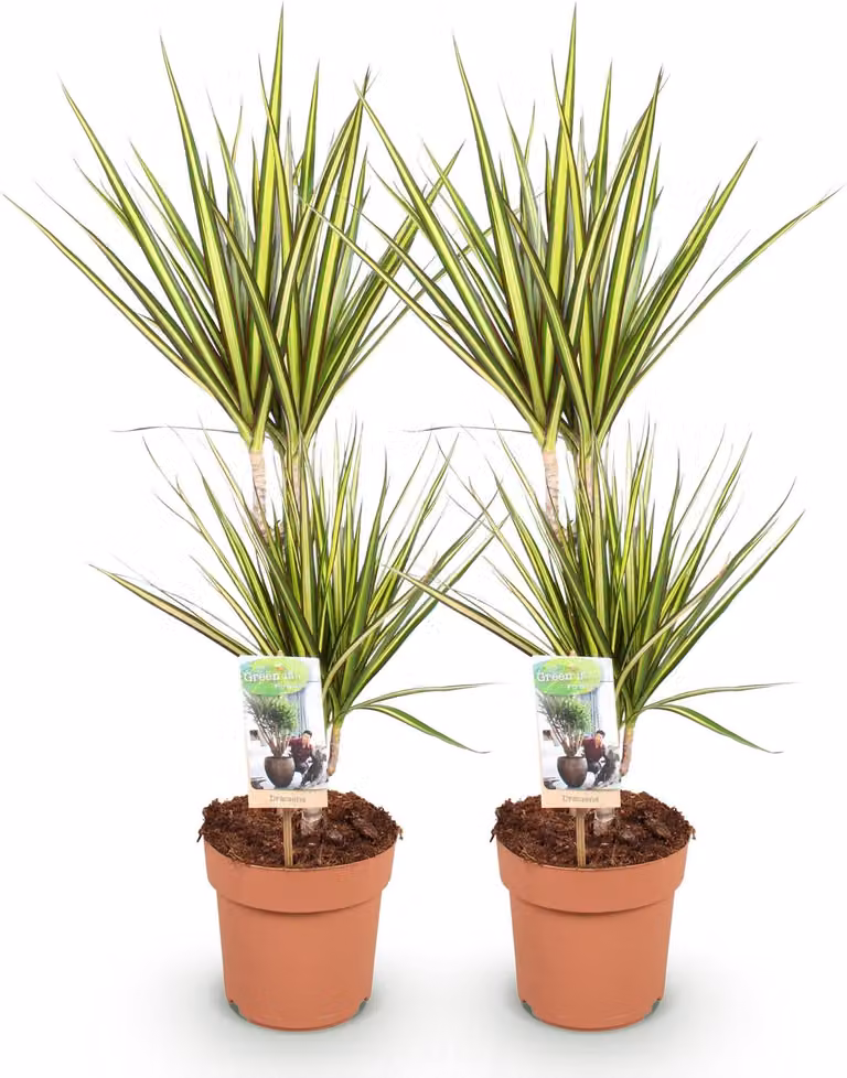 Dracaena Sunray - Dracaena - 2 piante - 70-75cm - 17cm - Verde - Variegata di