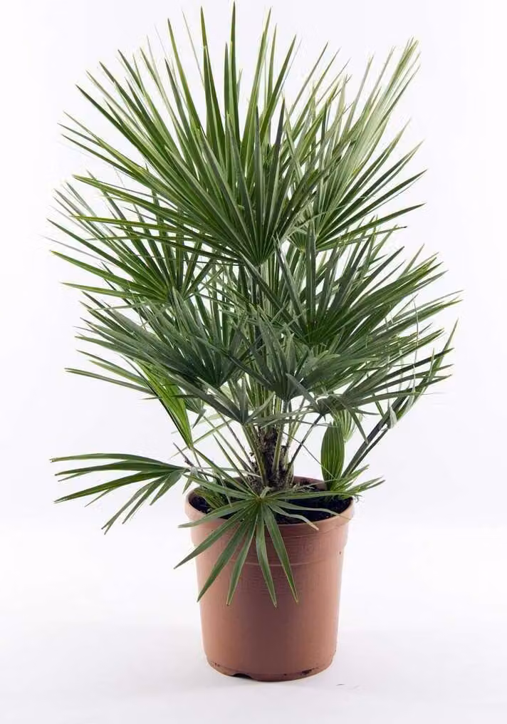 Palma nana resistente di circa 60 cm Chamaerops humilis Una delle specie di palma più tolleranti al freddo in Europa