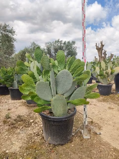 OPUNTIA FICUS INDICA (FICO D'INDIA) VASO 60 Lt.90