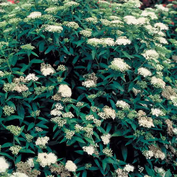 2 piante di Spirea giapponese 'Albiflora' | Altezza: 20-25 cm, in vaso