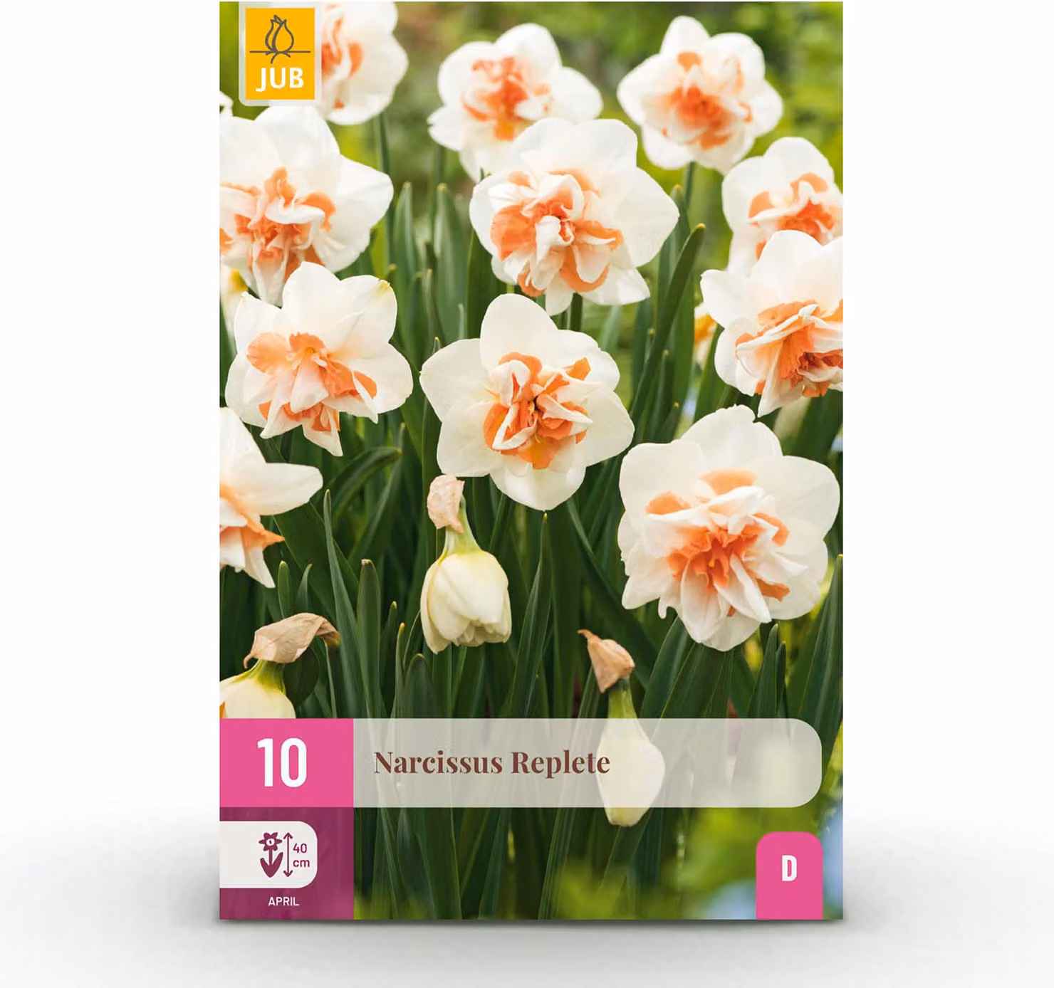 Bulbi da fiore - Narciso 'Replete' - Bianco e arancione - 10 unità - Bulbo misura 10/12 - 15-30cm - Ø5cm - Pianta da giardino - Multideal