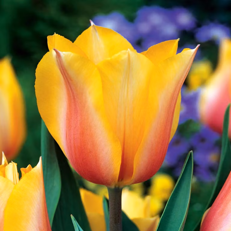 Tulipani Bulbi di fiori Bulbi di fiori Tulipani Blushing Lady 5 pz.
