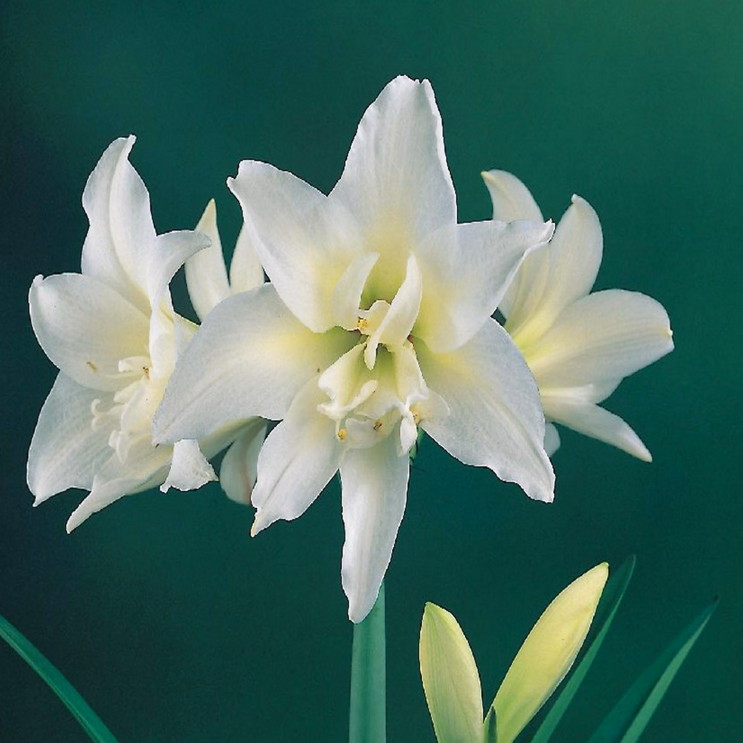 Hippeastrum Fiore Bulbo Fiori Cavaliere Stella Amaryllis Gioiello 1 pz.