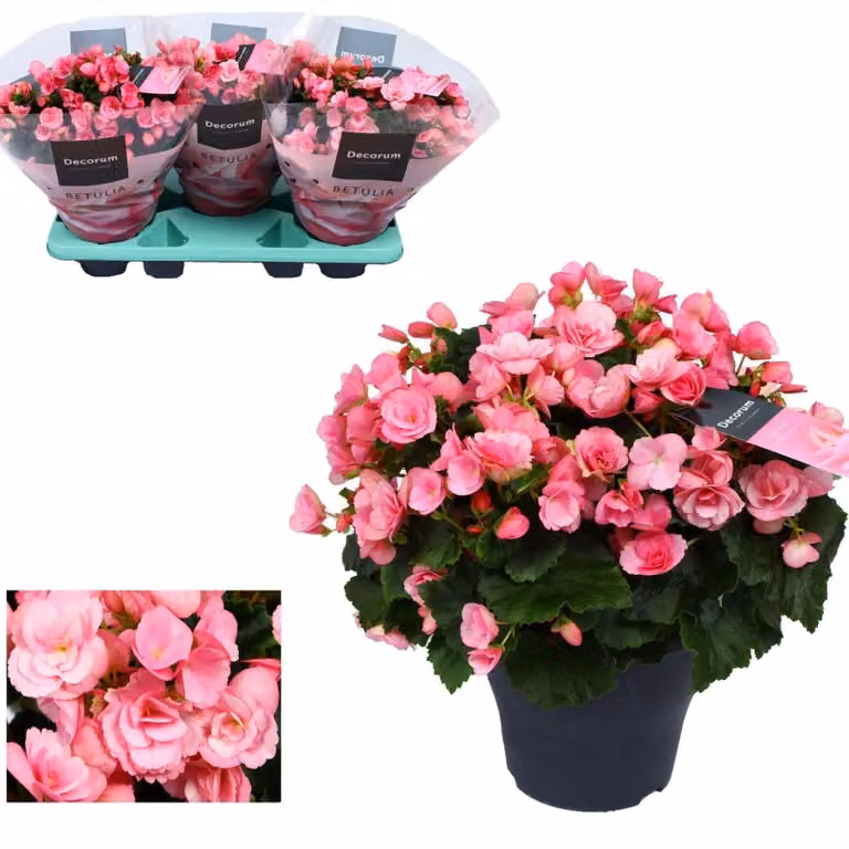 Begonia da esterno Begonia Betulia 'Candy' Rosa - Ø19cm - Ø35cm - Pianta da