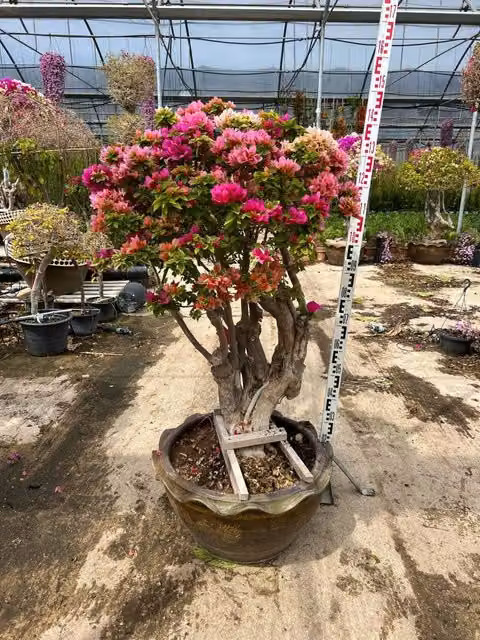 Bougainvillea Mini Thai Bonsai Vivaio Garden Forest, Arbusto Ornamentale Multicolore per Esterno e Interno con Vaso