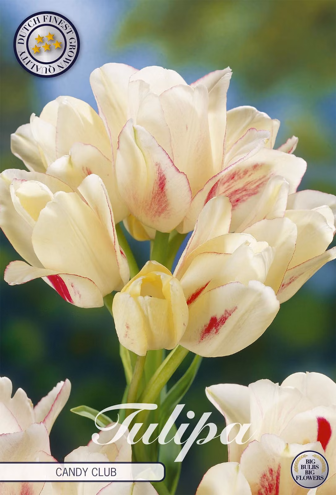Tulipani Candy Club (7 bulbi) | Bulbi di tulipano di Sam van Schooten