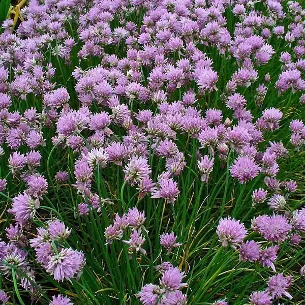 6 piantine di erba cipollina (Allium schoenoprasum) | Vaso da 9x9 cm