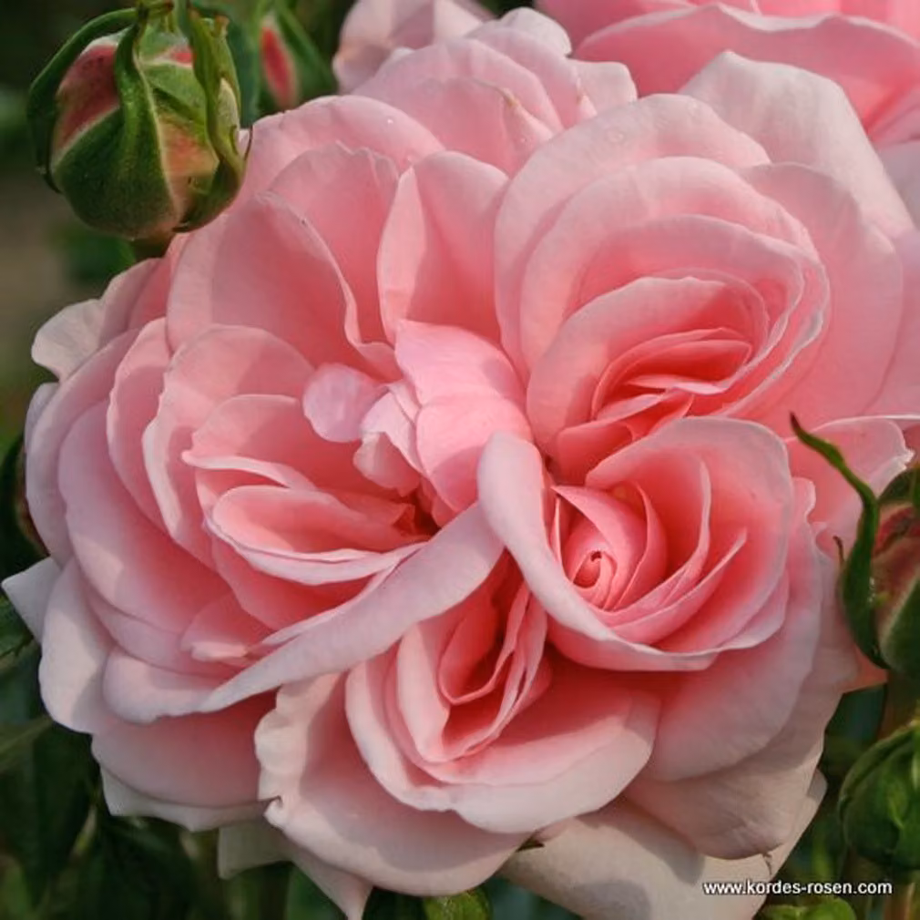 Rosa - Rosa da aiuola Kordes - Rosa 'Home And Garden'®