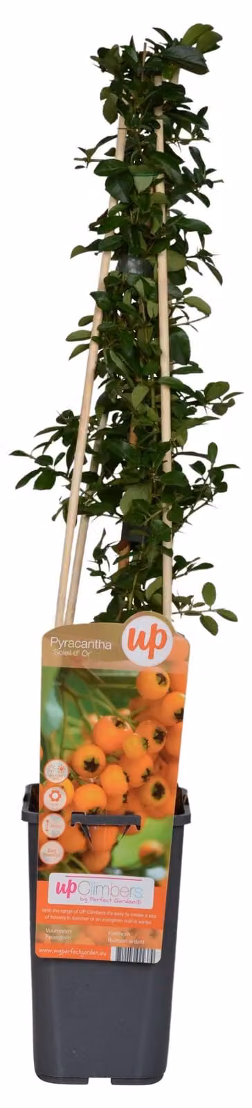 Pungitopo mediterraneo 'Soleil dOr' - Ø15cm - ↕65cm