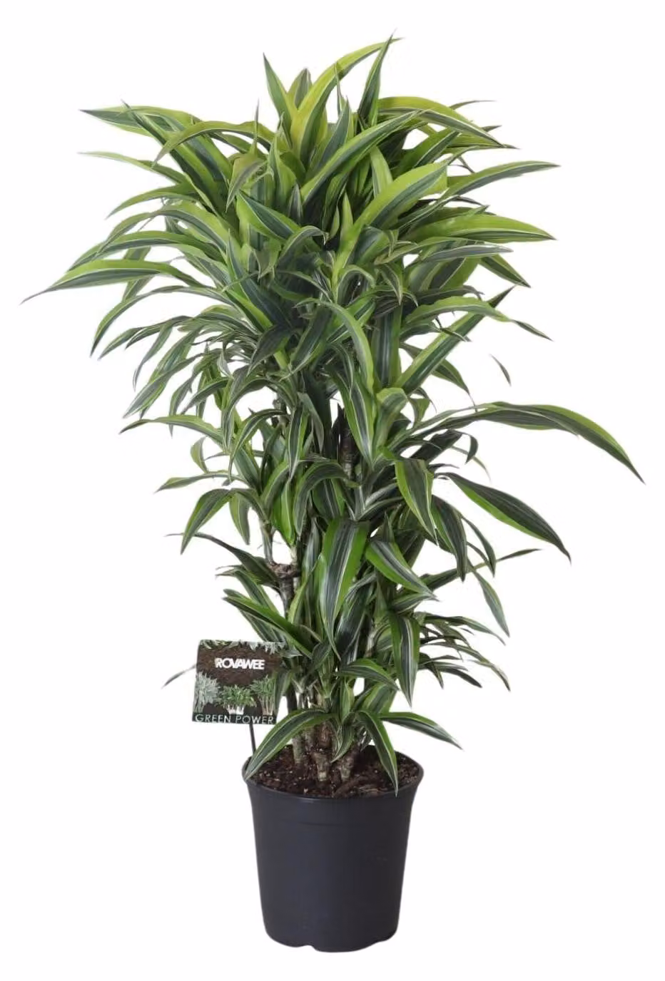 Dracaena Fragrans Lemon Lime Ramificata - 110-120cm - Ø27cm - Pianta d'appartamento - Sempreverde