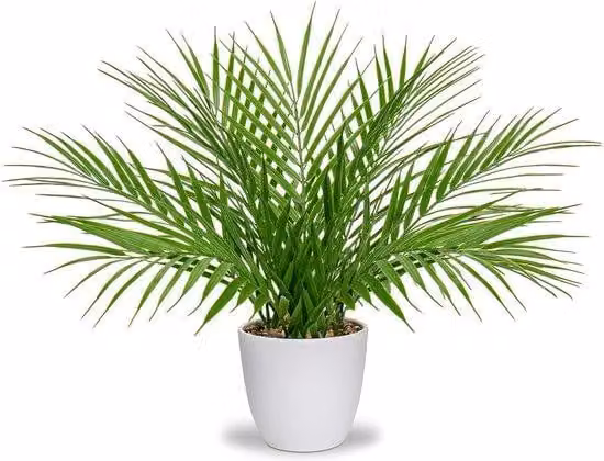 Palma in plastica, in vaso, decorazione moderna, ideale per soggiorno, balcone, camera da letto, bagno, come elemento decorativo per tavoli, colore bianco