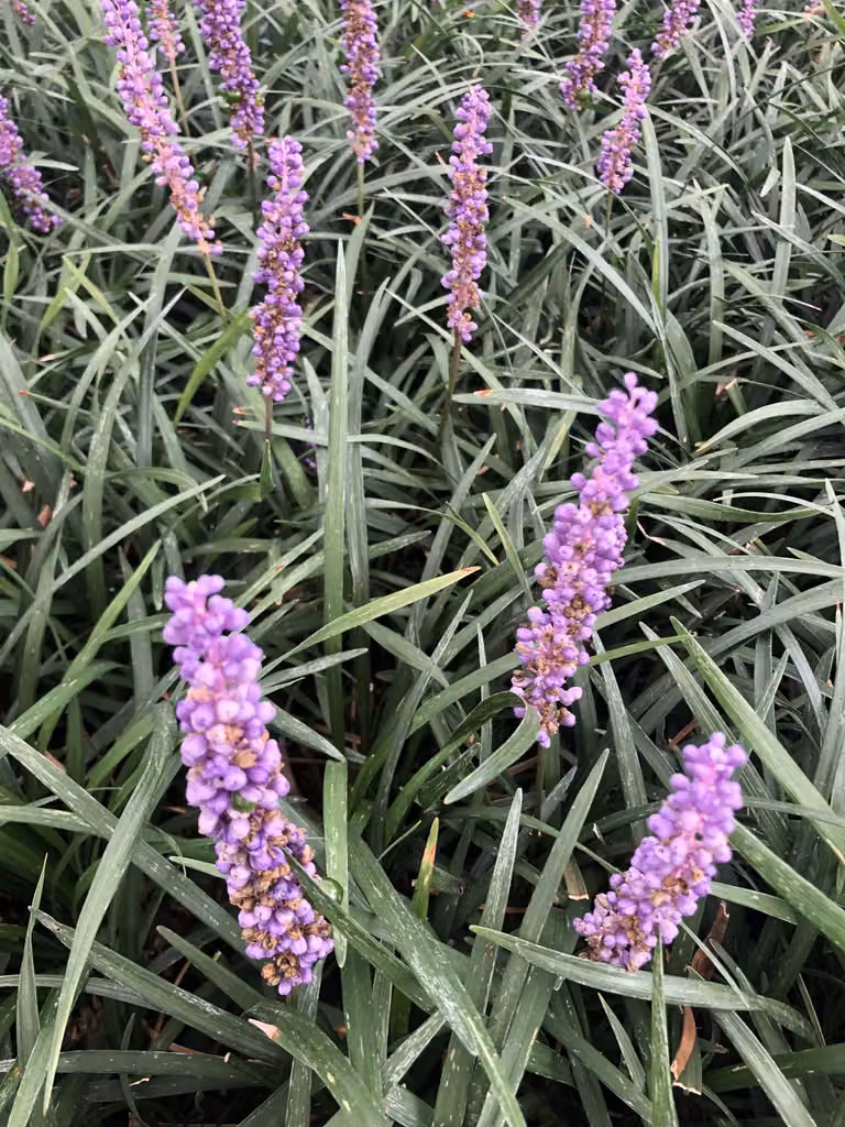 6 x Liriope muscari - Campanula - vaso 9 x 9 cm
