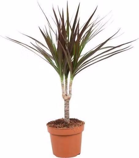 Dracaena Magenta Ø12cm, altezza 50cm, pianta da appartamento facile da curare