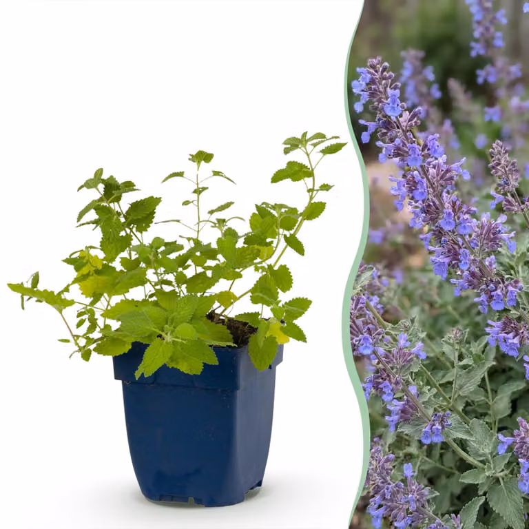 Nepeta faassenii 'Six Hills Giant' - Erba gatta - Attira api e farfalle - Viola - 12 piante - 15-25cm - Ø11cm - Pianta da giardino