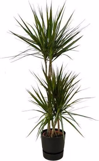 Dracaena Marginata - Albero del drago - Pianta da appartamento, ca. 120cm