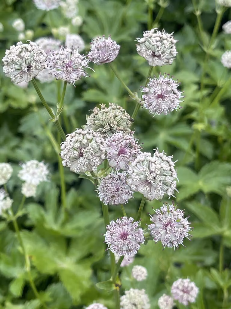 6 x Astrantia major - Ombrello stellato grande - vaso 9 x 9 cm