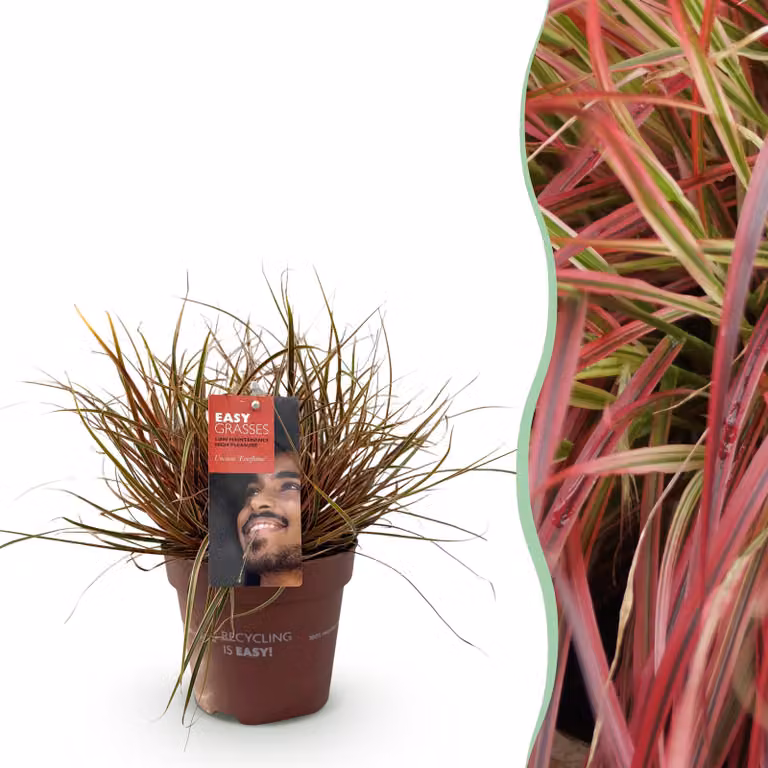 Erbe ornamentali - Uncinia rubra Everflame - Rossa - Sempreverde - Difficile da coltivare - 40-50cm - Ø17cm - Pianta da giardino