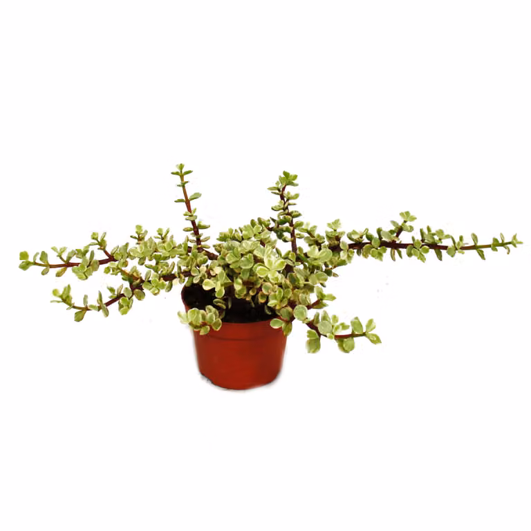 Pianta da appartamento - Portulacaria afra var. - Albero di giada - vaso da 12 cm