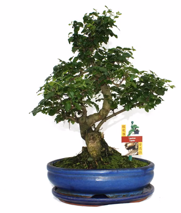 Bonsai ligustro cinese - Ligustrum sinensis - circa 10 anni