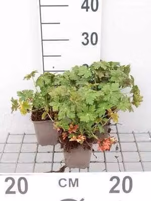 6 x Geranium macr. 'Czakor' - Cranesbill - vaso 9 x 9 cm