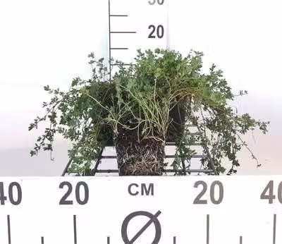 6 x Lotus corniculatus - Loto - vaso 9 x 9 cm