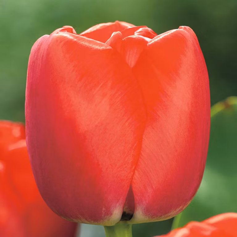 Tulipani Bulbi di fiori Fiori Bulbi di tulipani Tulipa Tulipani Red Pride 5 pz.
