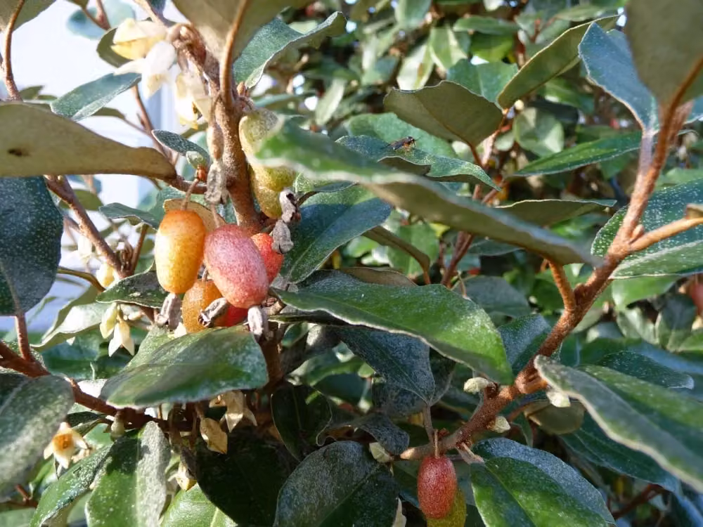 Eleagnus Ebbingei Compacta Vivaio Garden Forest, Arbusto ornamentale per siepe verde, 130 cm – 2