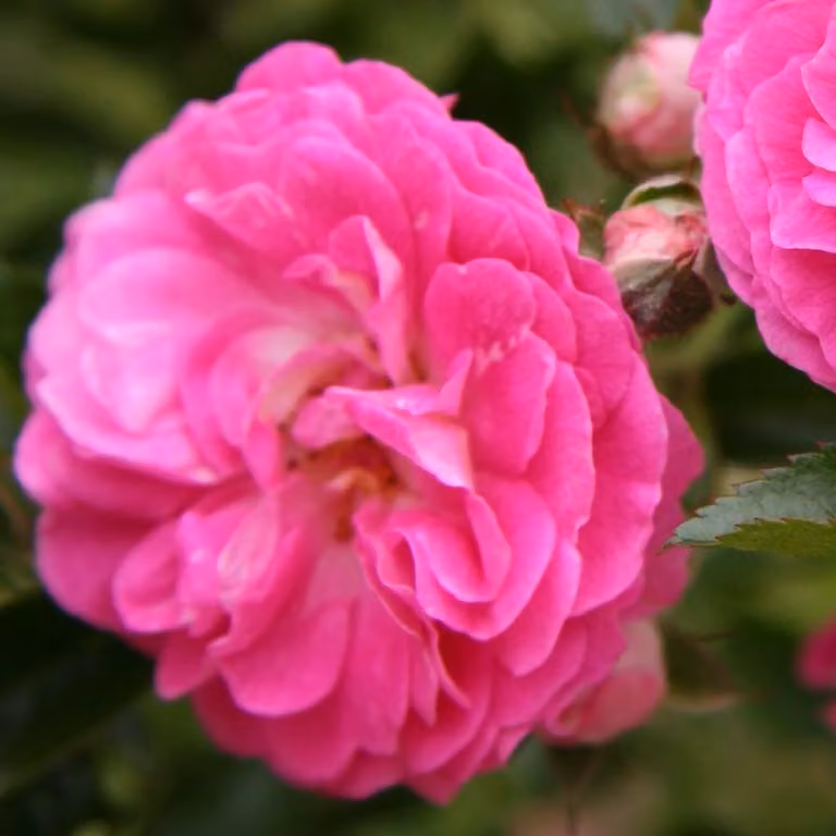 Rosa - Rosa funebre - Rosa 'Dorothy Perkins'