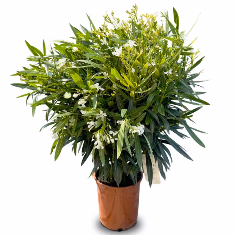 Sunny Tree - Pianta - Oleandro - Nerium Oleander - Colore bianco - Altezza 100-120 cm - Pianta da esterno - Sempreverde in inverno - Pianta mediterranea