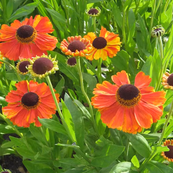 6 piante di *Helenium* 'Kupferzwerg' (Sonnenbraut) | Vaso da 9x9 cm