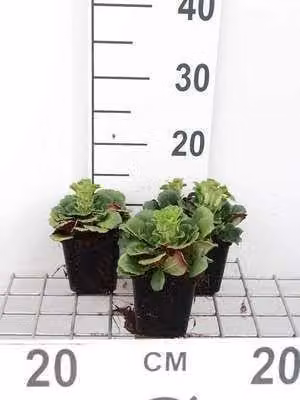 6 x Saxifraga urbium - sassifraga - vaso 9 x 9 cm