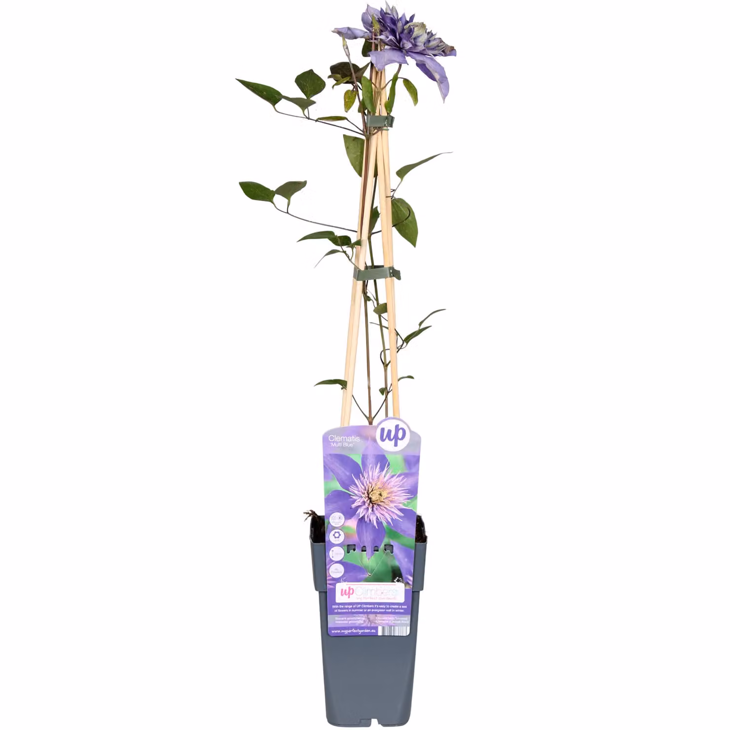 Clematis Multi Blue - Clematis Blue