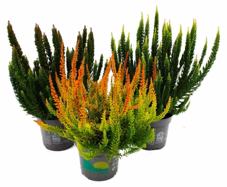 Calluna Green Nature: Set di piante resistenti, composto da 3 piante diverse, in vasi da 11 cm