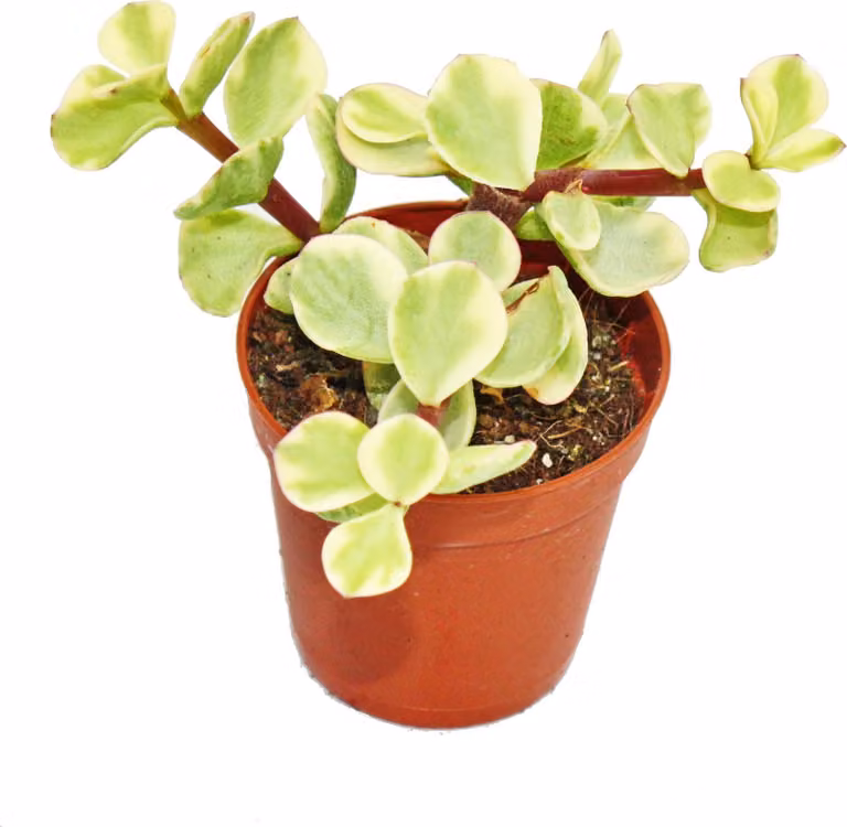 Portulacaria afra var. - Albero di giada - piccola pianta in vaso da 5,5 cm