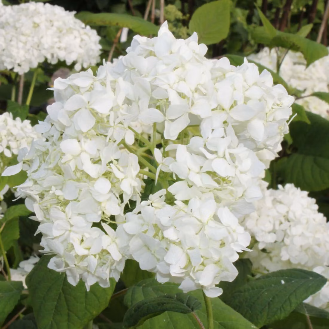2 ortensie - *Hydrangea arborescens* 'Grandiflora', in vaso, altezza 30-50 cm