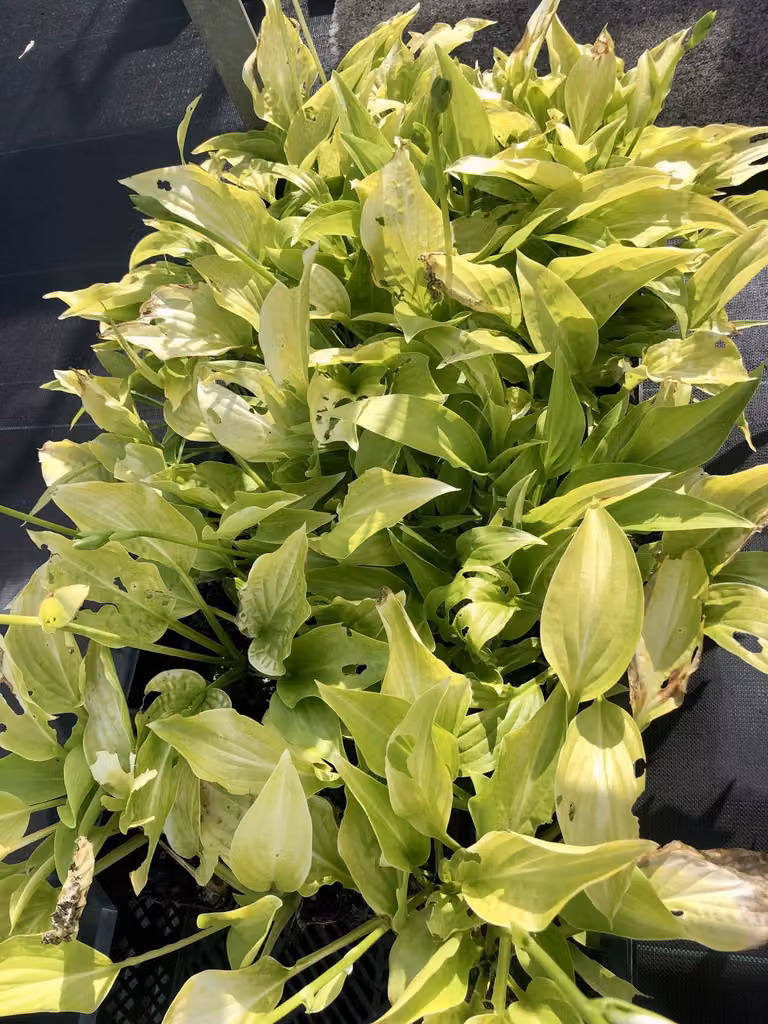 6 x Hosta hybr. 'Royal Standard' - Diffusa - Topf 9 x 9 cm