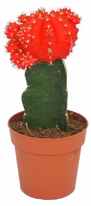 Gymnocalycium mihanovichii - fragola cactus - rosso - vaso 8,5 cm