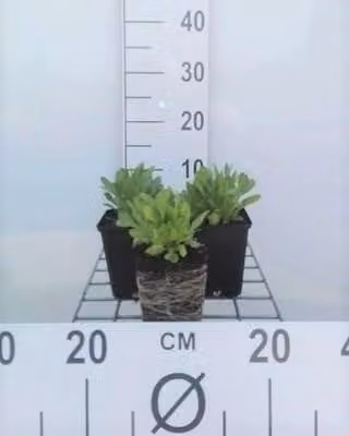 6 x Gaillardia aristata 'Arizona Sun' - Fiore di coccarda - vaso 9 x 9 cm