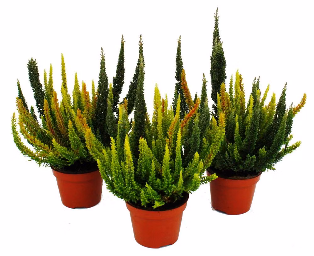 Calluna Green Nature: Set di 3 piante di brugo verde in vaso (11 cm), resistenti al gelo, con diverse tonalità di verde. Diverse tonalità di verde nei vasi