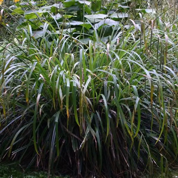 6 piante di Carex pendula (erba delle paludi pendula), vaso da 9x9 cm